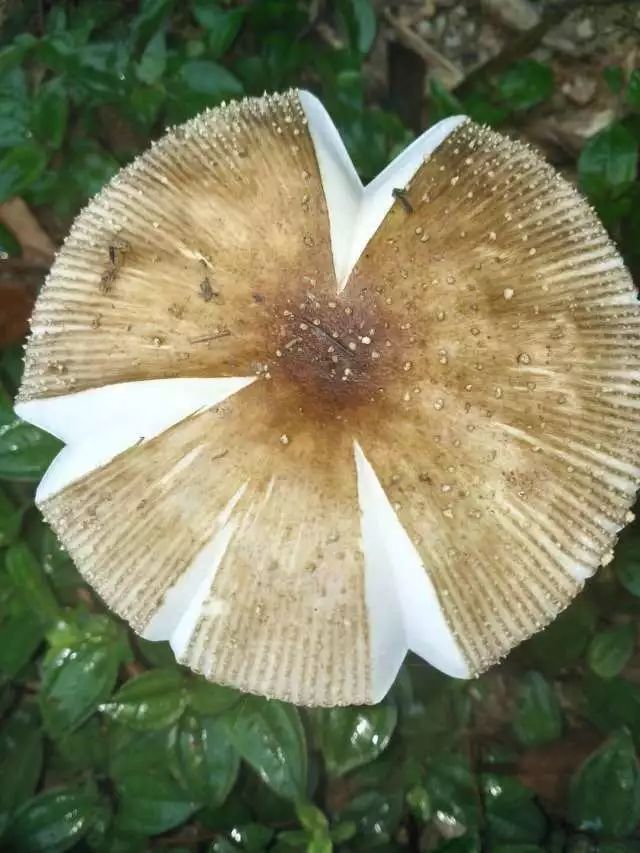 【JDB电子】法定代表人证明范本(图4) JDB电子试玩网页版