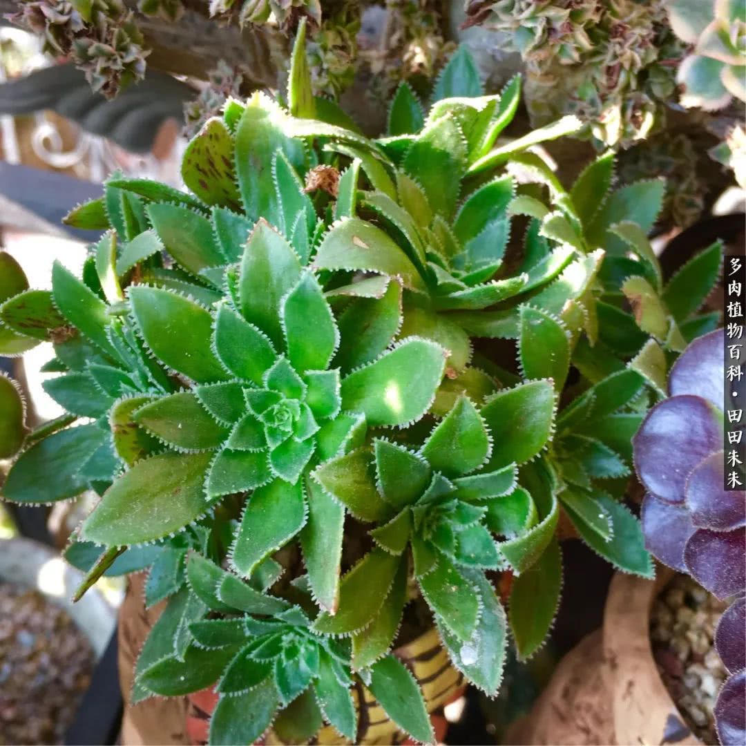 JDB电子试玩网页版