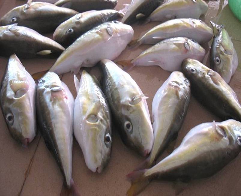 JDB电子游戏官网