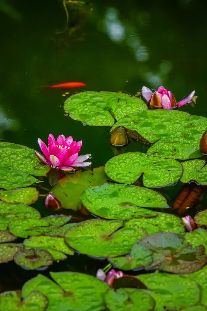 JDB电子试玩网页版