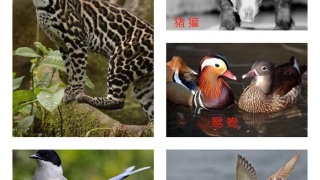 JDB电子试玩网页版