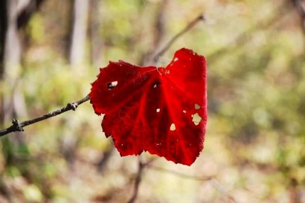 JDB电子试玩网页版