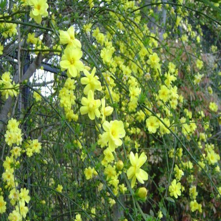 JDB电子游戏官网