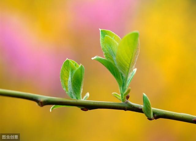 罗尔否认拥有广告公司 资料显示其为两家公司法人_JDB电子试玩网页版(图4) JDB电子